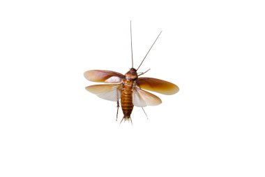 Kanatları açık hamamböceği beyaz arka planda izole edilmiş.