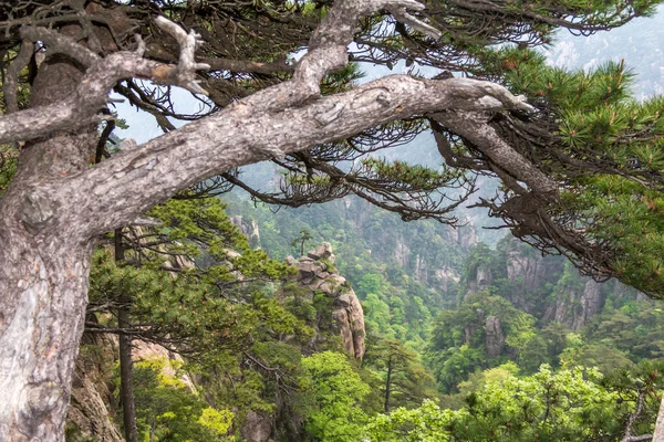 中国的松树黄山山脉 安徽省 阳光普照的风景区 — 图库照片