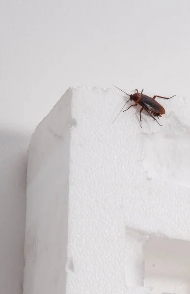 Kakkerlak Geïsoleerd Een Witte Achtergrond — Stockfoto