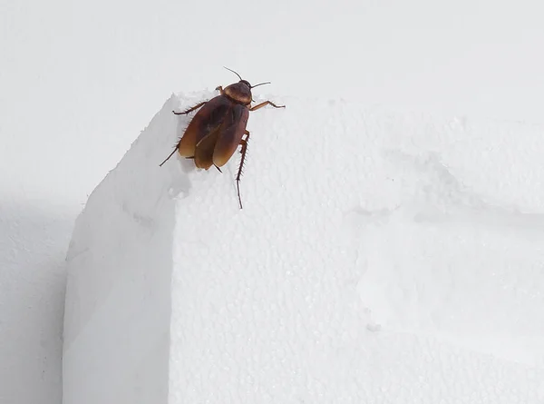 Κατσαρίδα Απομονωθεί Λευκό Φόντο — Φωτογραφία Αρχείου