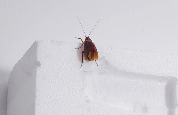 Κατσαρίδα Λευκό Φόντο — Φωτογραφία Αρχείου
