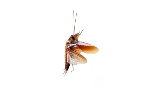 Beyaz Arka Planda Kanatları Olan Bir Hamamböceği — Stok fotoğraf