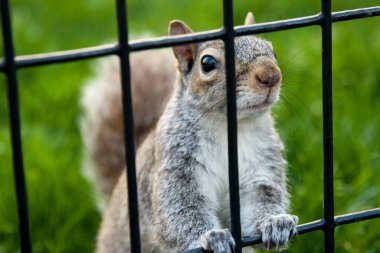 Çitin arkasında kapalı bir sincap.