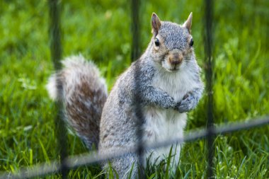 Çitin arkasında kapalı bir sincap.