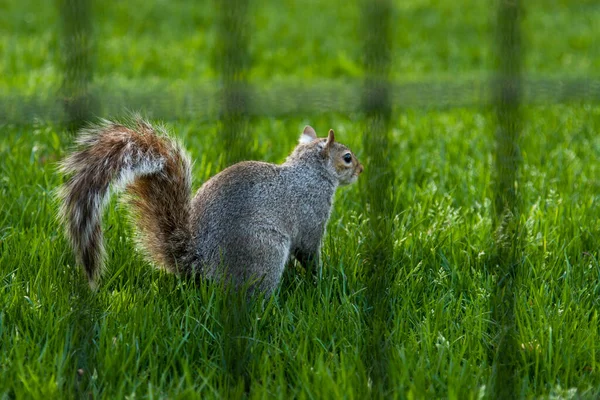 Eekhoorn Zomer Park — Stockfoto