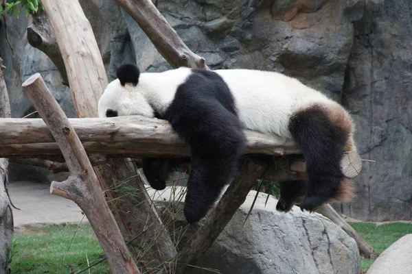 Oso Panda Durmiendo Una Rama Árbol Cerrado — Foto de Stock
