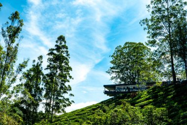 Cameron Highland 'ın tepesine, çay vadisine.