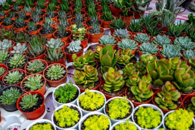 Saksıda bir sürü kaktüs var..