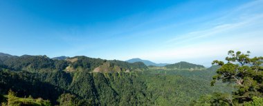 Malezya 'daki yeşil tropikal yağmur ormanlarının manzarası