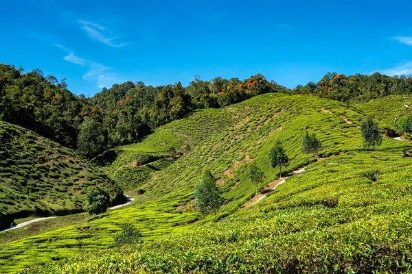 Grünblättriger Teegarten Der Bergregion — Stockfoto