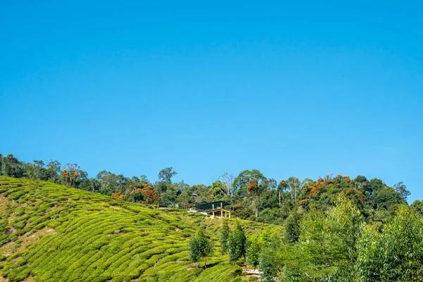 Blick Über Die Teeplantage Den Cameron Highlands Malaysia Mit Strahlend — Stockfoto