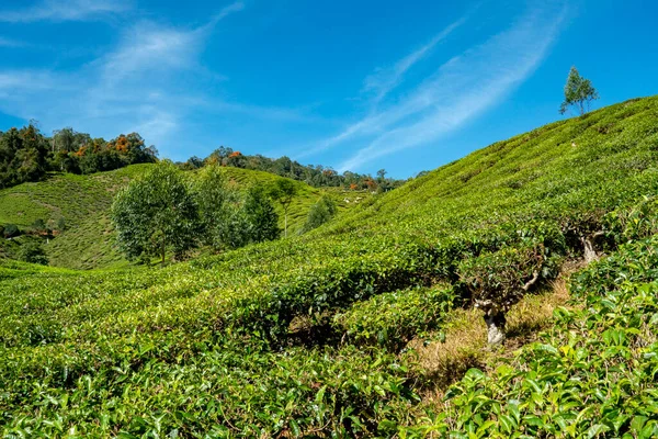 Die Schöne Landschaft Der Teeplantage Cameron Highland — Stockfoto