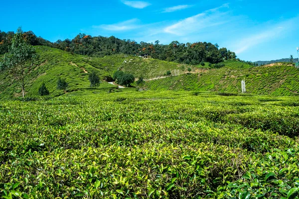 Malerische Teeplantagen Hochland Von Kamerun Malaysia — Stockfoto