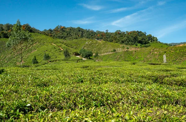 Teeplantage Cameron Highlands Malaysien — Stockfoto