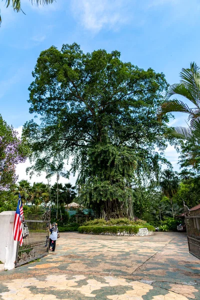 Stora Träd Ligger Vid Sjön Gardens Kuala Lumpur Perdana Botaniska — Stockfoto