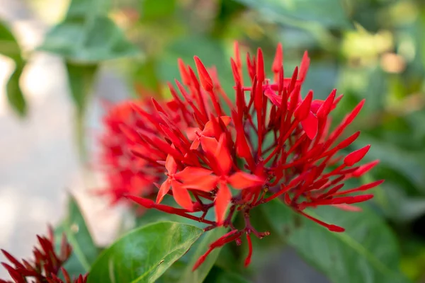 Красный Иксора Саду — стоковое фото