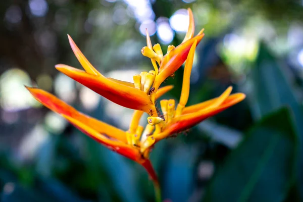 Balisier Flor Com Formigas Vermelhas Flor Tropical Jardim — Fotografia de Stock