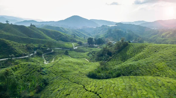 Teeplantage Cameron Highlands Malaysien — Stockfoto