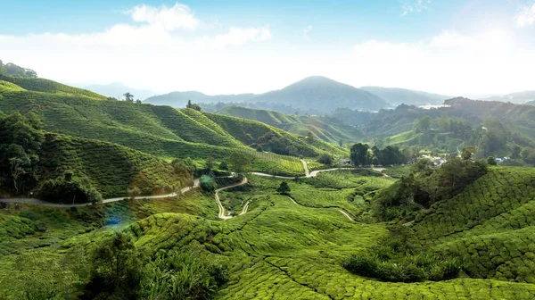 Malerische Teeplantagen Hochland Von Kamerun Malaysia — Stockfoto