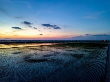 Sekinchan Selangor, Malezya 'da günbatımında ünlü padi tarlasının hava manzarası. İnsansız hava aracı çekimi..