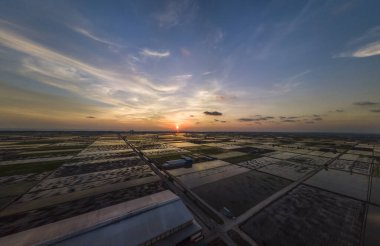 Sekinchan, Selangor 'da gün batımında pirinç tarlası manzarası .