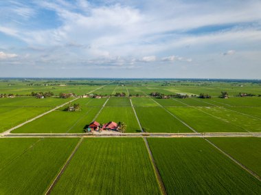 Ekinlerin ve çeltik tarlalarının havadan görünüşü