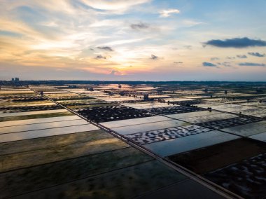 Malezya 'da gün batımında çeltik tarlasının inanılmaz manzarası. Doğa bileşimi