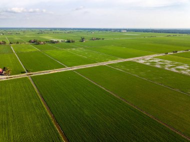 Sekinchan, Selangor 'daki pirinç tarlasının havadan görünüşü
