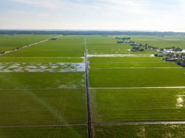 Güzel yeşil çeltik tarlasının havadan görünüşü