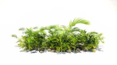 Garden design isolated on white background. Green plants for landscaping. Decorative shrub and flower bed.