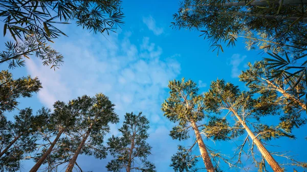 Živý Pohled Modrou Oblohu Otvorem Mezi Stromy Hustého Lesa Nízký — Stock fotografie