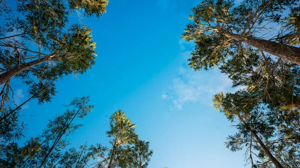Pohled Stromy Zdola Stromy Lese Borovice Další Pines Facing Bright — Stock fotografie