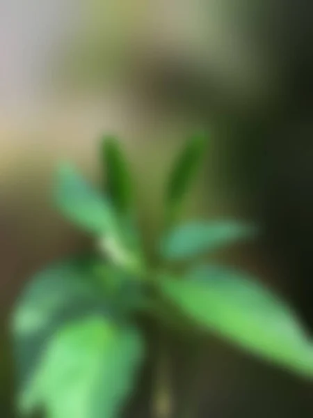 Abstrakter Hintergrund Grünem Chiligemüse — Stockfoto