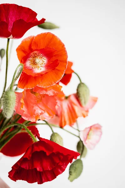 Pink and red poppies on a white background