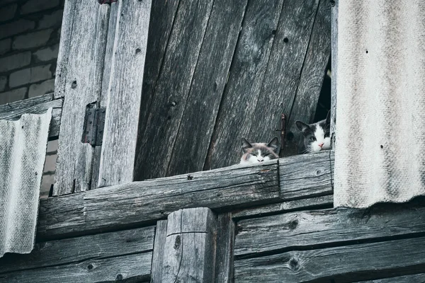 Cats in an old abandoned wooden shed