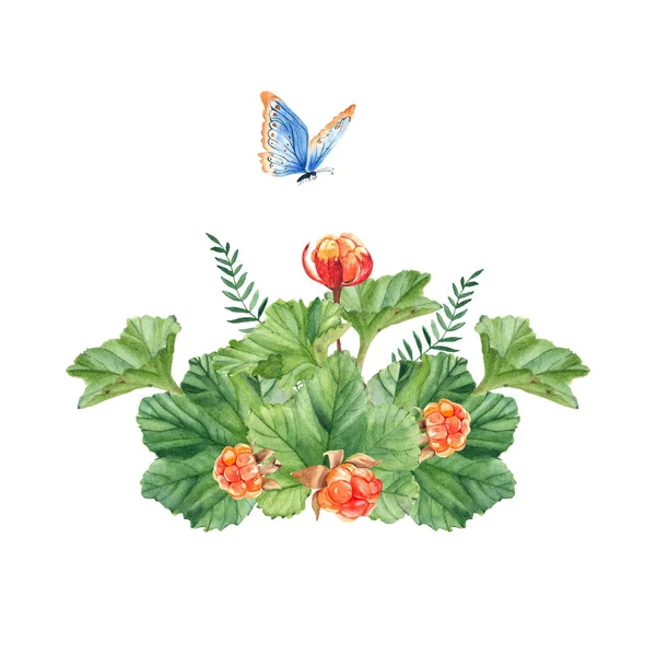 Cloudberries. Zlaté šťavnaté bobule, listy a motýl izolované na bílém pozadí. Akvarel ručně kreslené ilustrace. Botanická ilustrace. Dobré pro samolepky, karty, jídlo a kosmetický design. — Stock fotografie