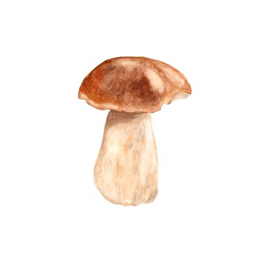 Porcini mantarı, beyaz arka planda izole edilmiş boletus edulis. Suluboya resim çizimi.