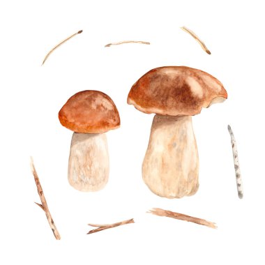 Porcini mantarları, çimenler, ince dallar ve beyaz arka planda izole edilmiş iğneler. Suluboya çizimi.