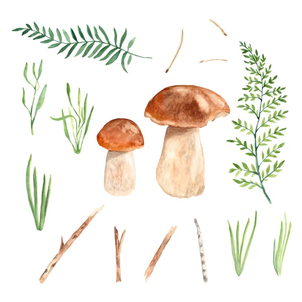 Porcini mantarları, çimenler, reen dalları ve doğu beyaz arka planda izole edilmiş. Suluboya çizimi.