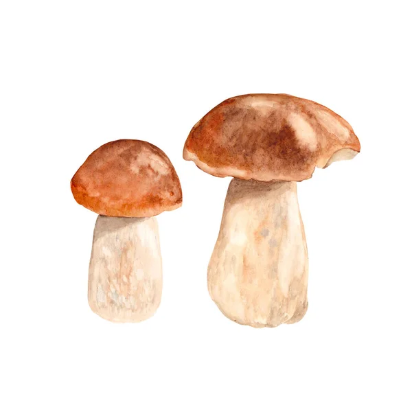 Cogumelos Porcini isolados sobre fundo branco. Ilustração aquarela. — Fotografia de Stock