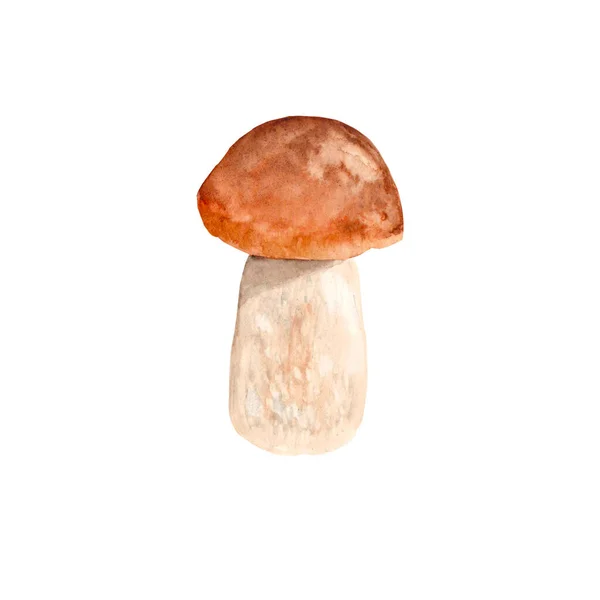 Porcini mushroom, isolated on white background. Watercolorhand painted illustration. — Stockfoto