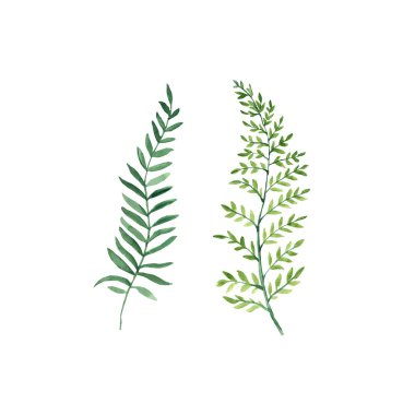 Beyaz arka planda izole edilmiş yeşil dallar. Suluboya elle boyanmış resim.