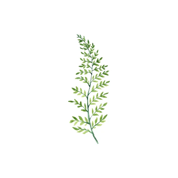 Beyaz Arka Planda Yeşil Dal Izole Edilmiş Botanik Suluboya Resmi — Stok fotoğraf