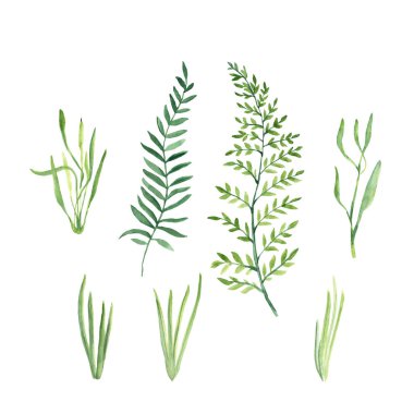 Green twigs, herbs and grass isolated on white background. Botanical watercolor hand painted illustration. Ideal for for floral herbal design and decoration.