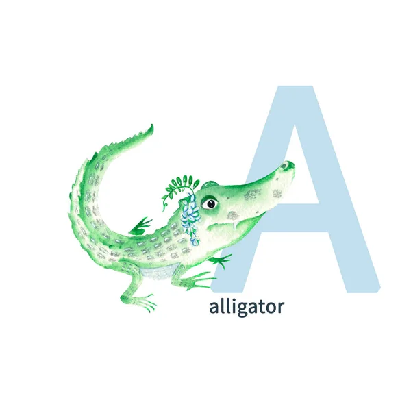 Letter A, uppercase, alligator, cute kids colorful animals ABC alphabet. Watercolor hand drawn illustration isolated on white background. Can be used for alphabet or cards for kids learning English