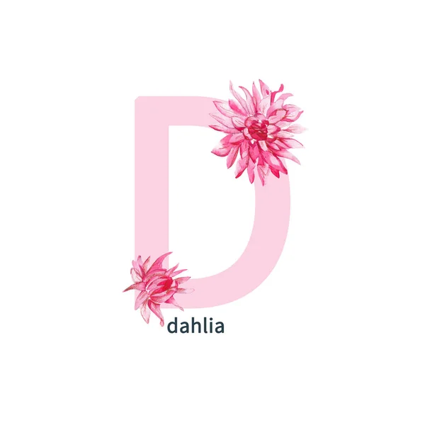 Buchstabe Großbuchstaben Rosa Dahlie Zarte Botanische Schrift Aquarell Gezeichnete Illustration — Stockfoto