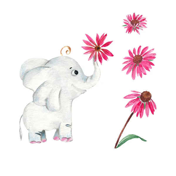 Elefante Bebé Adorável Equinácea Rosa Isolado Fundo Branco Watercolor Ilustração — Fotografia de Stock