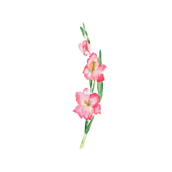 Pink Gladiolus Watercolor Hand Drawn Botanical Illustration Isolated White Background — Stock Photo, Image