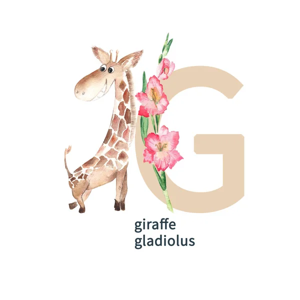 Letter G, uppercase, funny giraffe with pink gladiolus, cute kids colorful animals and ABC alphabet. Watercolor hand drawn illustration isolated on white background. Can be used for alphabet or cards