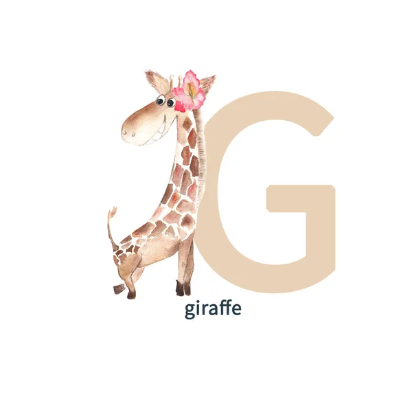 Letter G, uppercase, funny giraffe with pink gladiolus, cute kids colorful animals ABC alphabet. Watercolor hand drawn illustration isolated on white background. Can be used for alphabet or cards for